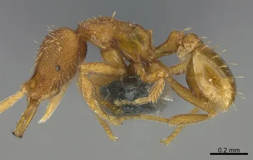 Strumigenys dextra specimen