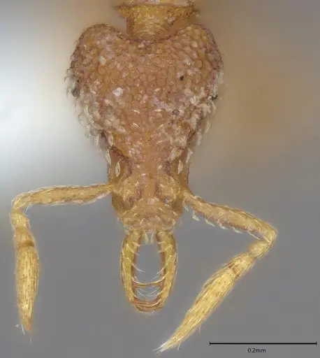 Strumigenys dextra - CASENT0763587