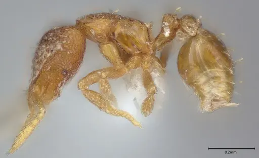 Strumigenys dextra - CASENT0763587