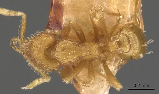 Strumigenys dextra - CASENT0900628