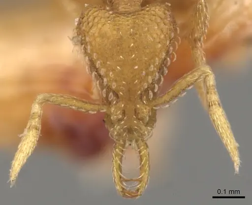 Strumigenys dextra - CASENT0900628