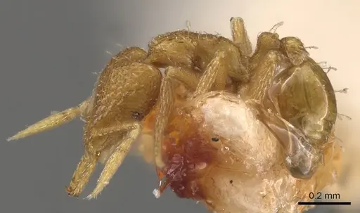 Strumigenys dextra - CASENT0900628