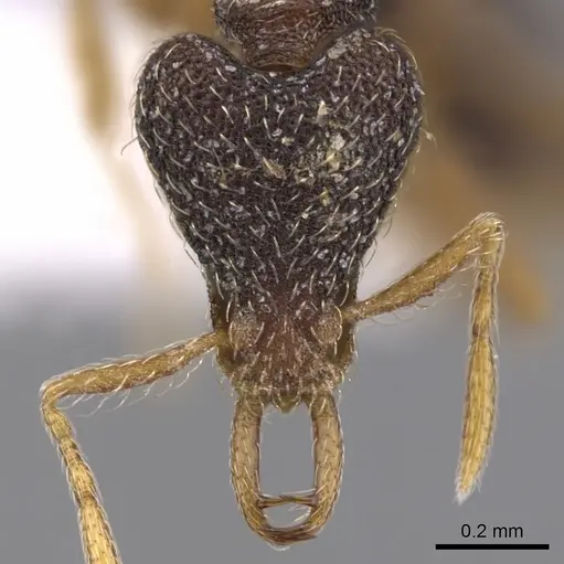 Strumigenys dextra - CASENT0900907