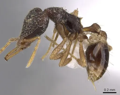 Strumigenys dextra - CASENT0900907