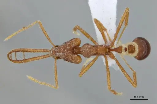 Strumigenys diabola specimen