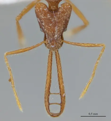 Strumigenys diabola specimen