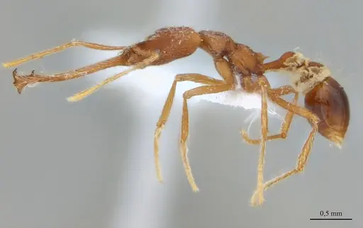 Strumigenys diabola specimen