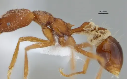 Strumigenys diabola - ANTWEB1032466