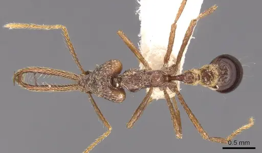 Strumigenys diabola - CASENT0900432