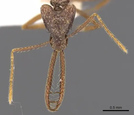 Strumigenys diabola - CASENT0900432