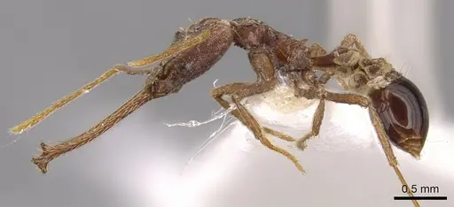 Strumigenys diabola - CASENT0900432