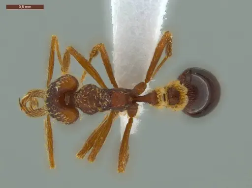 Strumigenys diabola - ECOFOG-IT14-0819-32