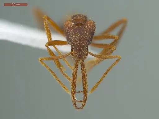 Strumigenys diabola - ECOFOG-IT14-0819-32