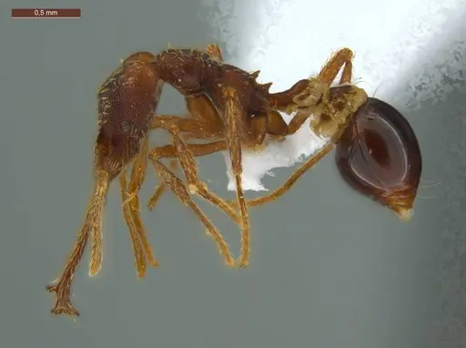 Strumigenys diabola - ECOFOG-IT14-0819-32