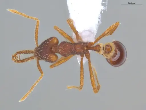 Strumigenys diabola - ECOFOG-KR17-0023-19