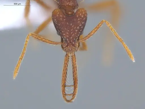 Strumigenys diabola - ECOFOG-KR17-0023-19