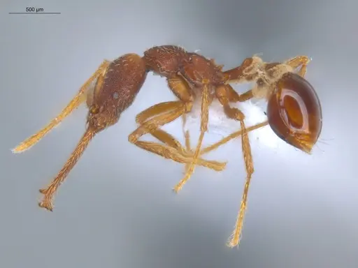 Strumigenys diabola - ECOFOG-KR17-0023-19