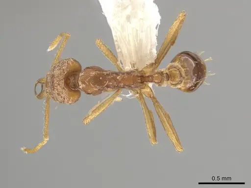 Strumigenys diaptyxis specimen