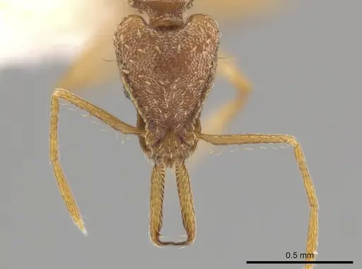 Strumigenys diaptyxis specimen
