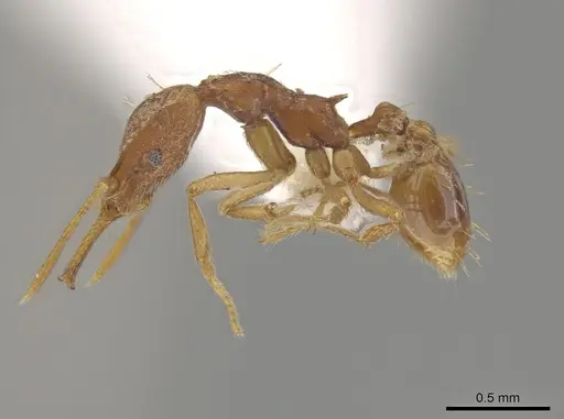 Strumigenys diaptyxis specimen