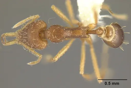 Strumigenys diaptyxis - JTLC000004299