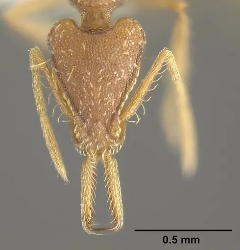 Strumigenys diaptyxis - JTLC000004299