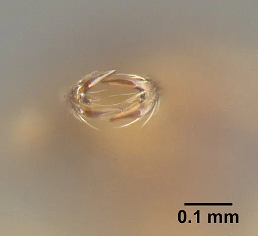 Strumigenys diaptyxis - JTLC000004299