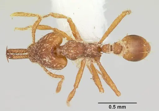 Strumigenys diasphax specimen