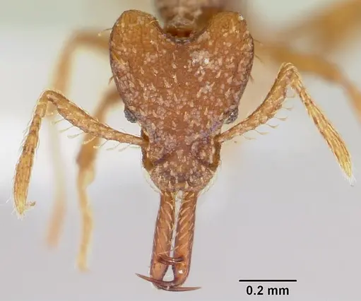 Strumigenys diasphax specimen