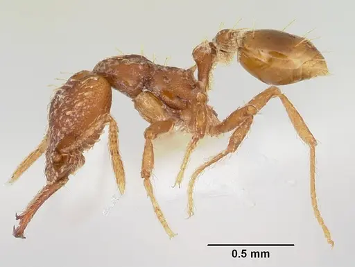 Strumigenys diasphax specimen