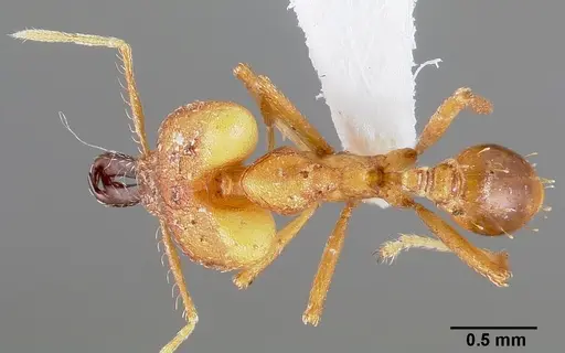 Strumigenys dicomas specimen