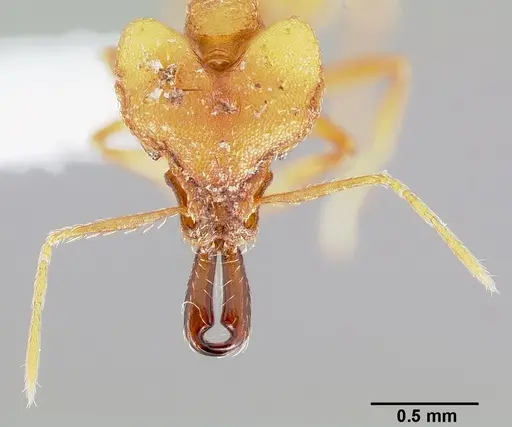 Strumigenys dicomas specimen