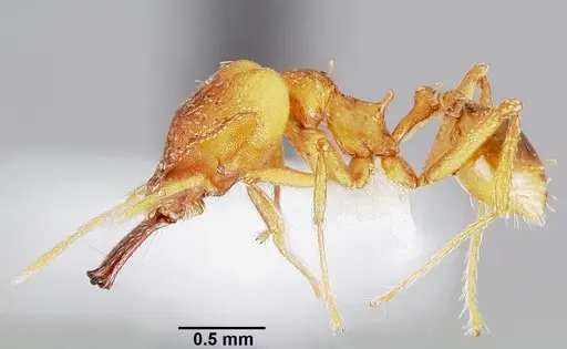 Strumigenys dicomas specimen