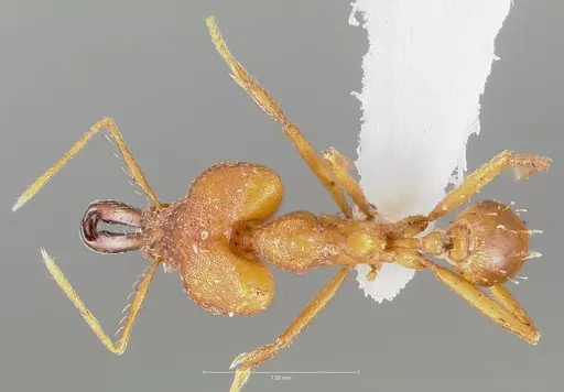 Strumigenys dicomas - CASENT0005519