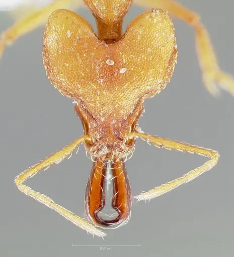 Strumigenys dicomas - CASENT0005519