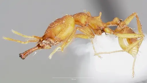 Strumigenys dicomas - CASENT0005519