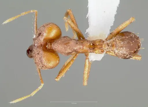 Strumigenys dicomas - CASENT0005520