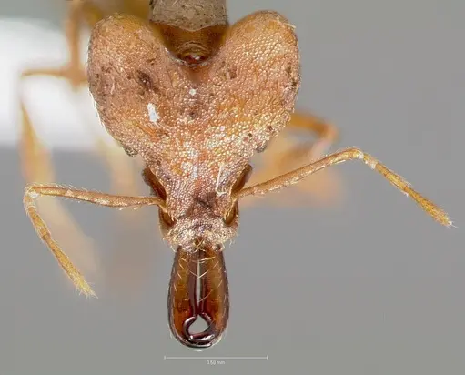 Strumigenys dicomas - CASENT0005520