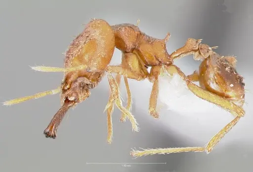 Strumigenys dicomas - CASENT0005520