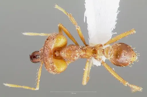 Strumigenys dicomas - CASENT0005521