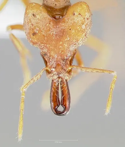 Strumigenys dicomas - CASENT0005521