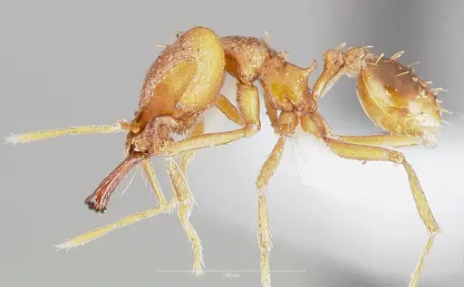 Strumigenys dicomas - CASENT0005521