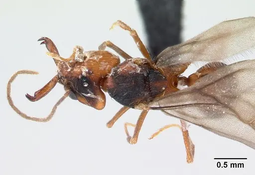 Strumigenys dicomas - CASENT0052908