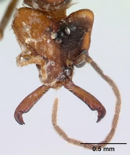 Strumigenys dicomas - CASENT0052908