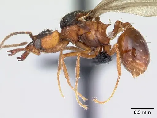 Strumigenys dicomas - CASENT0052908