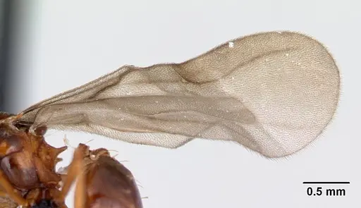 Strumigenys dicomas - CASENT0052908