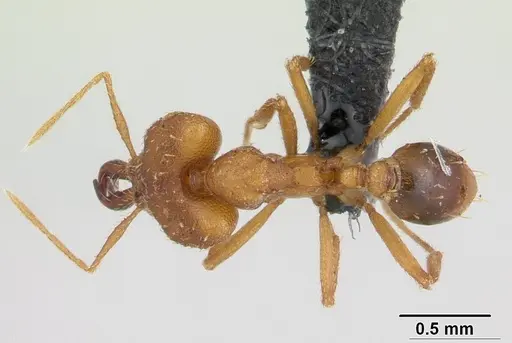 Strumigenys dicomas - CASENT0133607