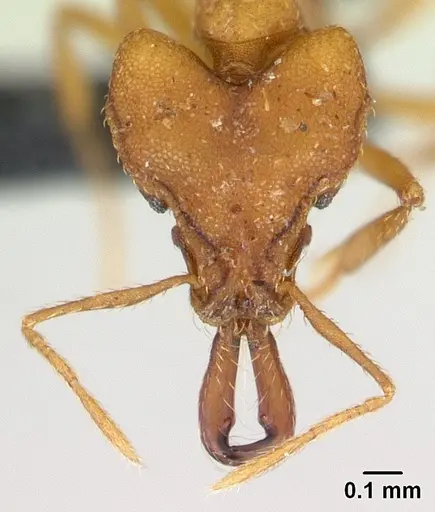 Strumigenys dicomas - CASENT0133607