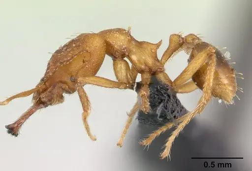 Strumigenys dicomas - CASENT0133607