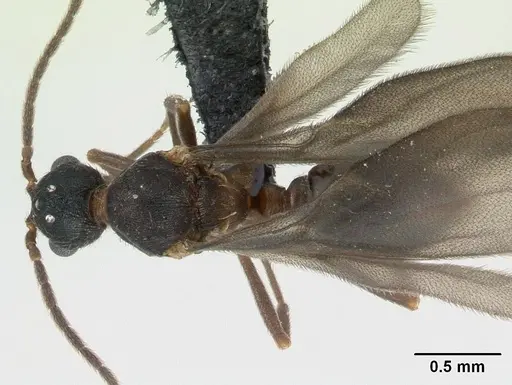 Strumigenys dicomas - CASENT0135118